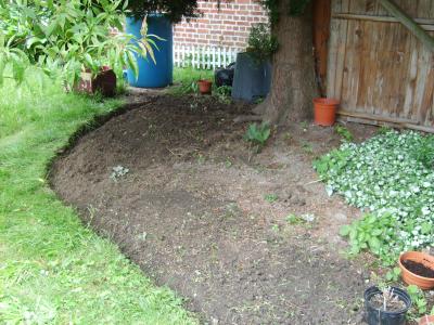 Jardin d'�t� le 30/06/2007 : (thuya)